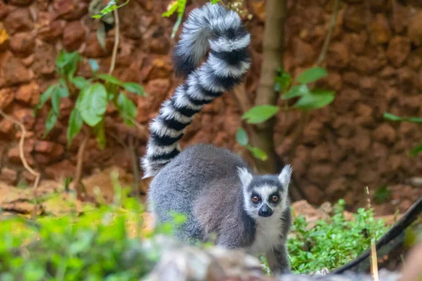 リングテール レミュール Lemur Cattat またはヒラとして知られる大規模なストレプトスピラ霊長類です マダガスカル — ストック写真