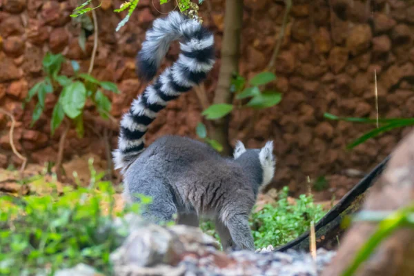 リングテール レミュール Lemur Cattat またはヒラとして知られる大規模なストレプトスピラ霊長類です マダガスカル — ストック写真