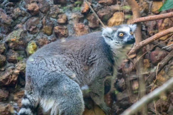 Лемур Кільцевим Хвостом Lemur Catta Великий Примат Відомий Макі Макі — стокове фото