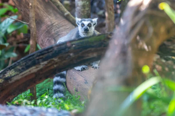 Lemur Cauda Anelada Lemur Catta Grande Primata Estreptotrina Conhecido Como — Fotografia de Stock