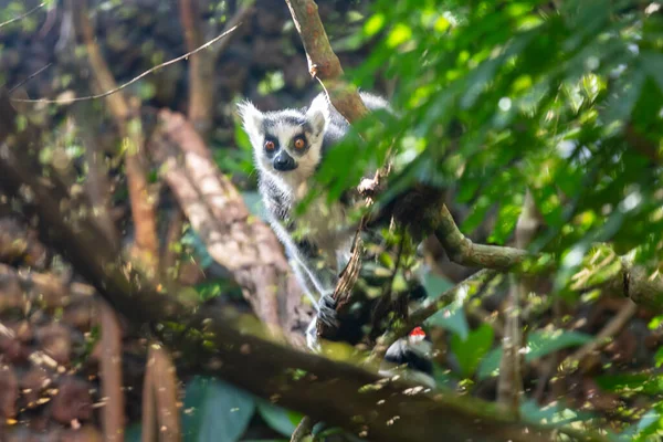 Ringelmaki Lemur Catta Ist Eine Große Strepsirrhine Primate Die Als — Stockfoto