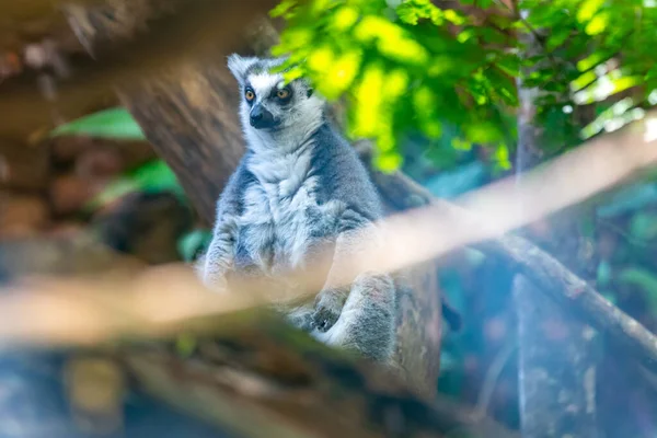 Ringstaartmaki Lemur Catta Een Grote Strepsirrhine Primaat Die Bekend Staat — Stockfoto