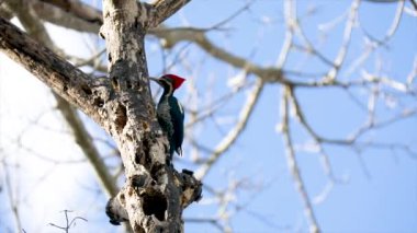 Yuva İçindeki Erkek Çizgili Ağaçkakan (Pica-pau de Banda Branca Dryocopus Lineatus)