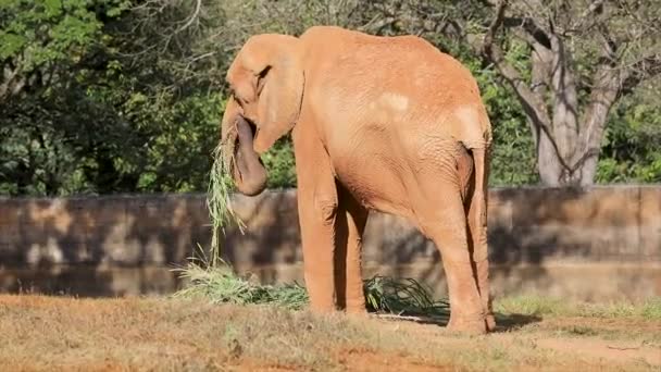 Enorme Elefante Adulto Comer Grama — Vídeo de Stock