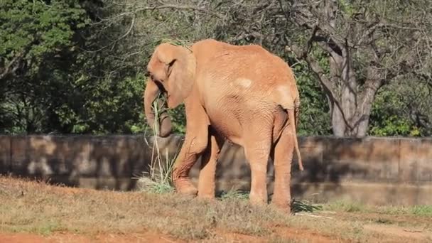 Uriaș Elefant Adult Care Mănâncă Iarbă — Videoclip de stoc