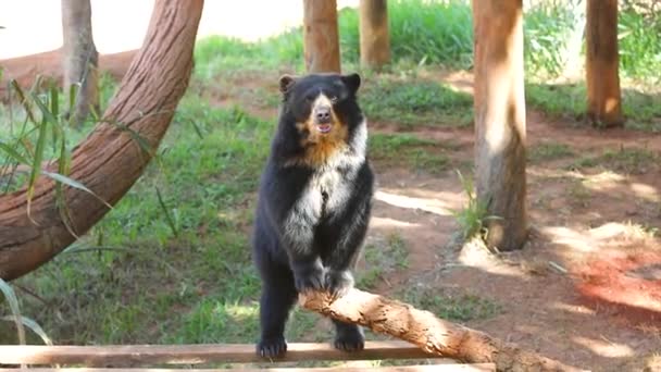 Spectacled Bear Andean Bears Subspecies Lives South America Tremarctos Ornatus — Stock Video