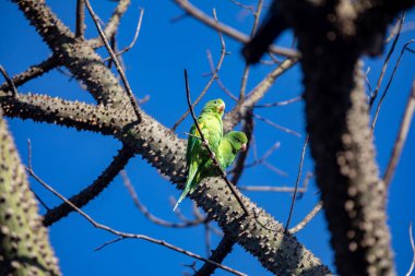 Dikenli ağacın dalına konmuş bir çift Brezilya yeşili.