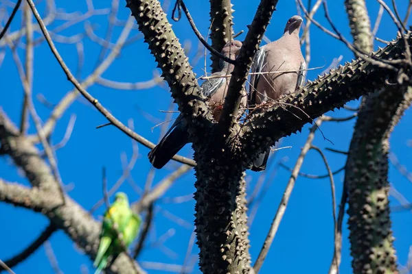 비둘기 비둘기 Patagioenas Picazuro 알려진 비둘기 마리가 둥지를 둥우리를 — 스톡 사진