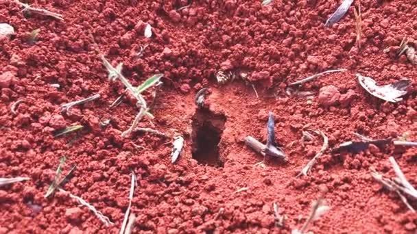 Formigas Sauva Trabalhando Dentro Fora Toca — Vídeo de Stock
