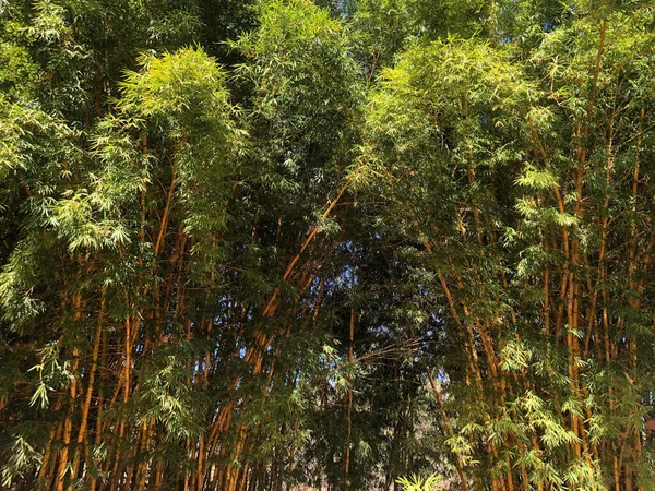 Bela Paisagem Tropical Natural Fundo Jardim Floresta Árvores Grama — Fotografia de Stock