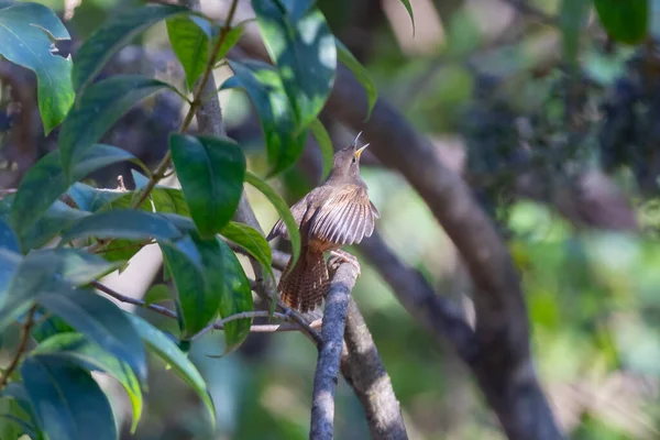 Pájaro Tropical Conocido Como Wren Wren Troglodytes Aedeon Aislado Foco — Foto de Stock