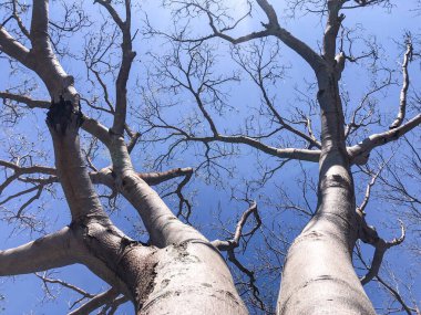 Güzel tropikal doğal manzara arka planı. Bahçe, orman, ağaçlar, çimenler.