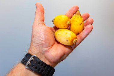 Bulunmayan botanik türlerinin nadir bulunan tropikal palmiye meyveleri. egzotik meyve