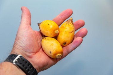 Bulunmayan botanik türlerinin nadir bulunan tropikal palmiye meyveleri. egzotik meyve