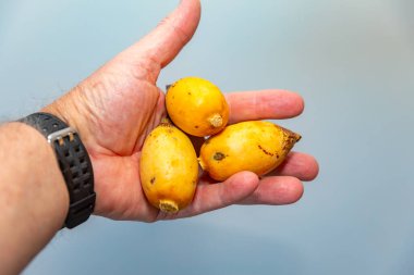 Bulunmayan botanik türlerinin nadir bulunan tropikal palmiye meyveleri. egzotik meyve