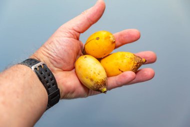Bulunmayan botanik türlerinin nadir bulunan tropikal palmiye meyveleri. egzotik meyve