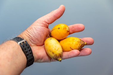 Bulunmayan botanik türlerinin nadir bulunan tropikal palmiye meyveleri. egzotik meyve