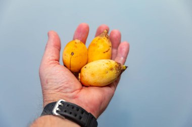 Bulunmayan botanik türlerinin nadir bulunan tropikal palmiye meyveleri. egzotik meyve