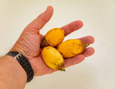 Bulunmayan botanik türlerinin nadir bulunan tropikal palmiye meyveleri. egzotik meyve