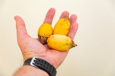 Bulunmayan botanik türlerinin nadir bulunan tropikal palmiye meyveleri. egzotik meyve