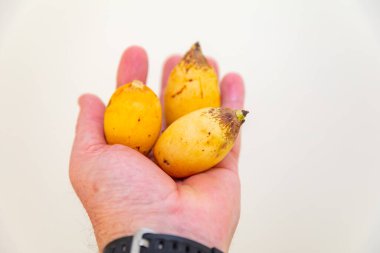 Bulunmayan botanik türlerinin nadir bulunan tropikal palmiye meyveleri. egzotik meyve