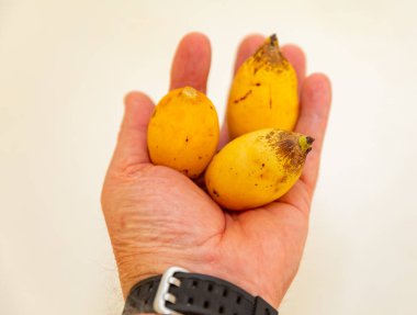 Bulunmayan botanik türlerinin nadir bulunan tropikal palmiye meyveleri. egzotik meyve