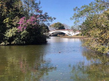 Güzel tropikal doğal manzara arka planı. Bahçe, orman, ağaçlar, çimenler.