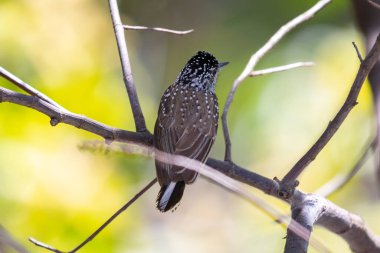 Dünyanın en küçük ağaçkakanı olan Brezilyalı cüce ağaçkakan (Picumnus albosquamatus). sadece 10 cm.