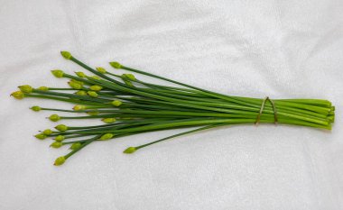 Sarımsak Chives 'in çiçek tomurcuğu (Allium tuberosum) Asya Chives, Oriental Sarımsak, Çin soğanı veya Çin Pırasası olarak da bilinir. Nir.