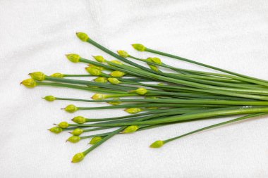 Sarımsak Chives 'in çiçek tomurcuğu (Allium tuberosum) Asya Chives, Oriental Sarımsak, Çin soğanı veya Çin Pırasası olarak da bilinir. Nir.