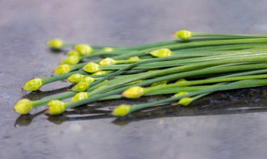 Sarımsak Chives 'in çiçek tomurcuğu (Allium tuberosum) Asya Chives, Oriental Sarımsak, Çin soğanı veya Çin Pırasası olarak da bilinir. Nir.