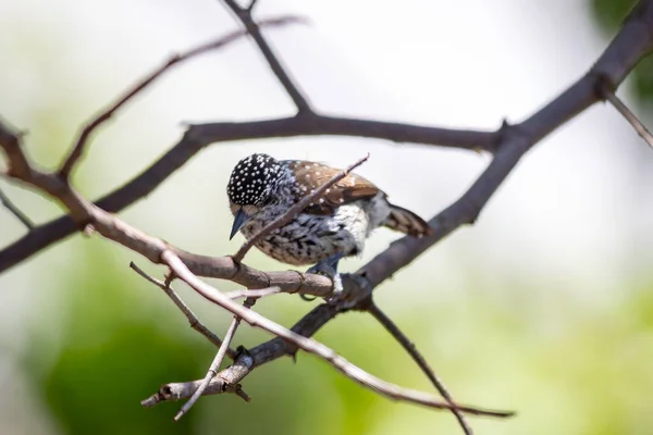 Der Kleinste Specht Der Welt Der Brasilianische Zwergspecht Picumnus Albosquamatus — Stockfoto