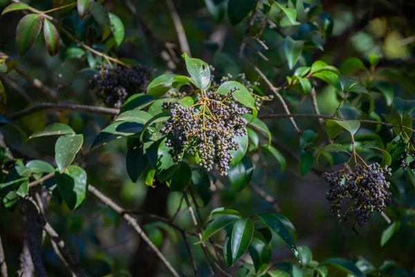 Dzikie Owoce Tropikalne Bardzo Cenione Przez Ptaki Nie Zlokalizowana Identyfikacja — Zdjęcie stockowe