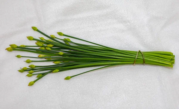 Sarımsak Chives 'in çiçek tomurcuğu (Allium tuberosum) Asya Chives, Oriental Sarımsak, Çin soğanı veya Çin Pırasası olarak da bilinir. Nir.