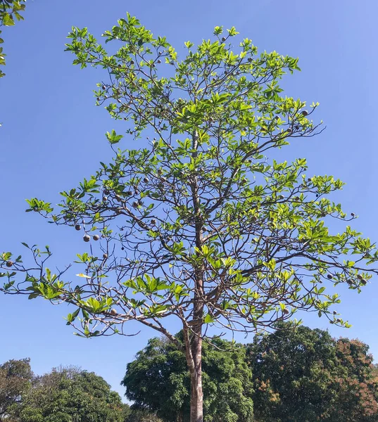 Бразильське Дженіпапо Gen Branch Плоди Дерева Дженіпапо Дерево Яке Досягає Стокове Зображення