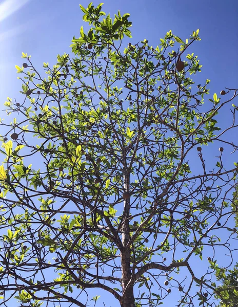 Бразильське Дженіпапо Gen Branch Плоди Дерева Дженіпапо Дерево Яке Досягає Ліцензійні Стокові Зображення