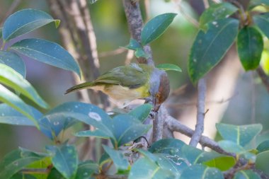Seçici odak noktasında 