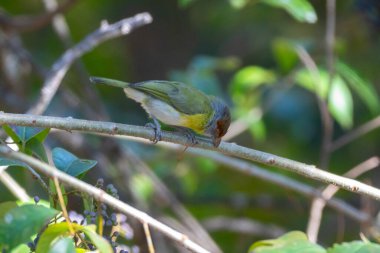 Seçici odak noktasında 