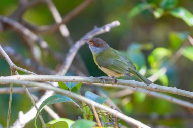 Seçici odak noktasında 
