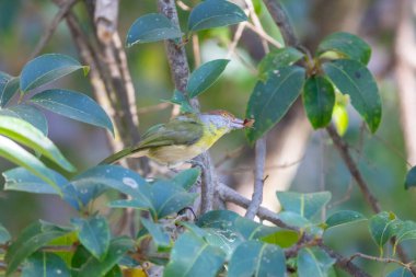 Seçici odak noktasında 