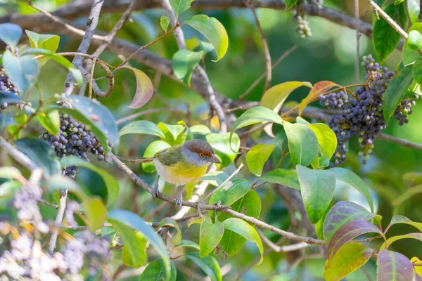 Тропическая Птица Известная Pitiguari Cyclarhis Gujanensis Селективном Фокусе — стоковое фото