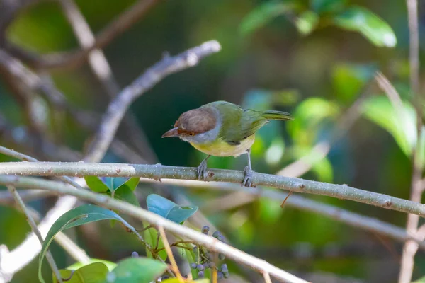 Seçici Odak Noktasında Pitiguari Cyclarhis Gujanensis Olarak Bilinen Tropik Kuş — Stok fotoğraf