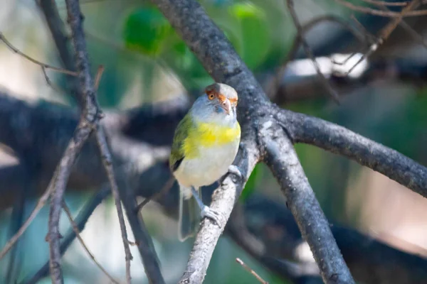 Den Tropiska Fågeln Känd Som Pitiguari Cyclarhis Gujanensis Selektivt Fokus — Stockfoto