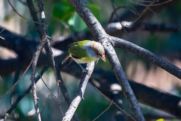 Den Tropiska Fågeln Känd Som Pitiguari Cyclarhis Gujanensis Selektivt Fokus — Stockfoto