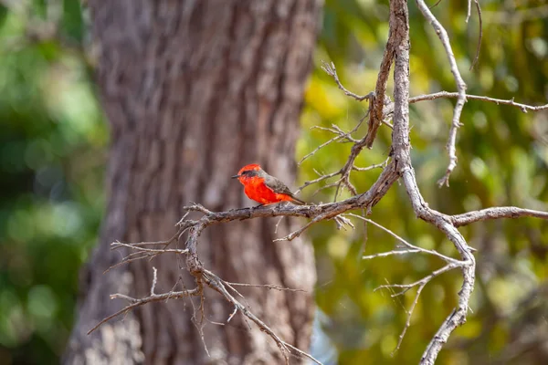 Small Red Bird Known Prince Pyrocephalus Rubinus Perched Dry Tree — Stock Photo, Image