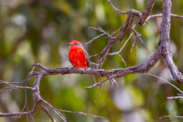 Kleiner Roter Vogel Bekannt Als Prinz Pyrocephalus Rubinus Thront Auf — Stockfoto
