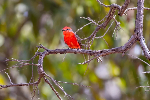 Kleiner Roter Vogel Bekannt Als Prinz Pyrocephalus Rubinus Thront Auf — Stockfoto
