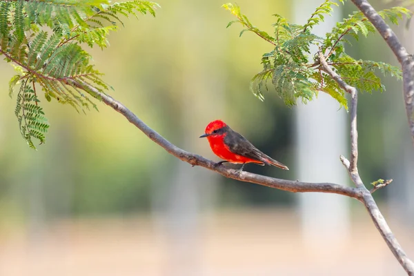 Pequeño Pájaro Rojo Conocido Como Príncipe Pyrocephalus Rubinus Posado Sobre — Foto de Stock