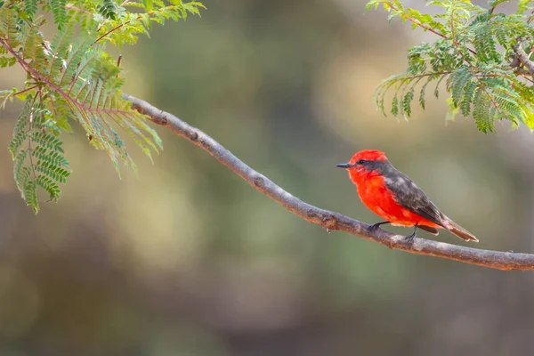 Mały Czerwony Ptak Znany Jako Książę Pyrocephalus Rubinus Siedzący Suchym — Zdjęcie stockowe