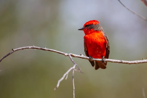 stock image Small red bird known as 